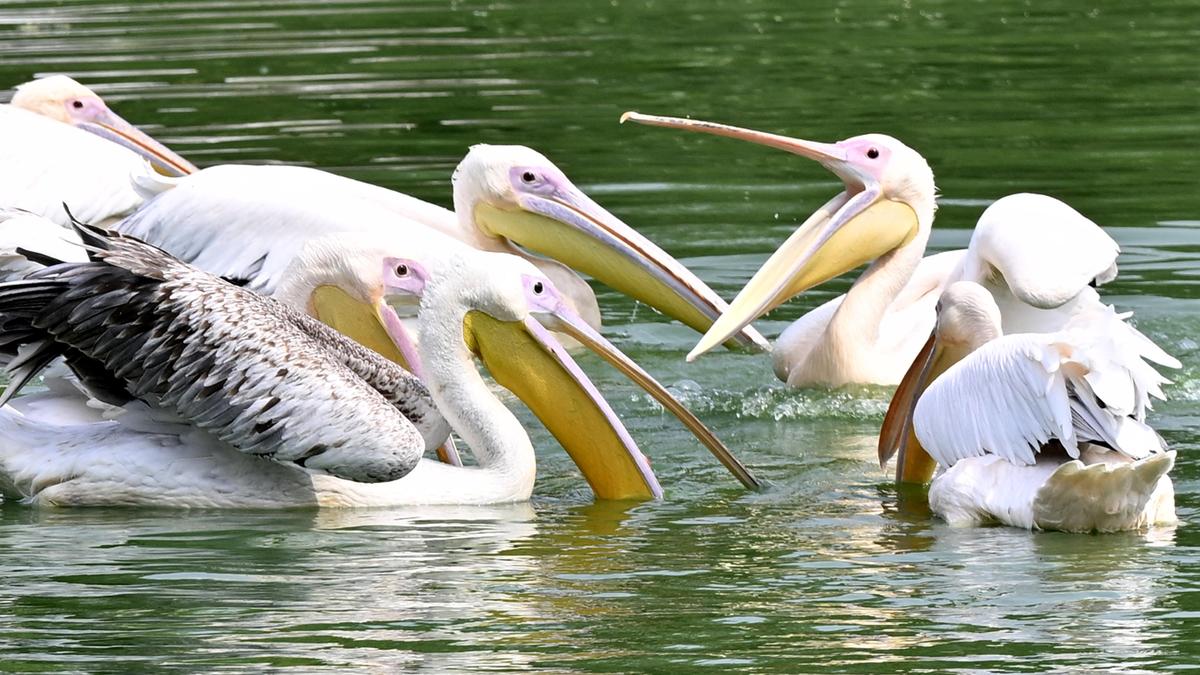 Asian Waterbird Census records 1,310 birds at Delhi zoo