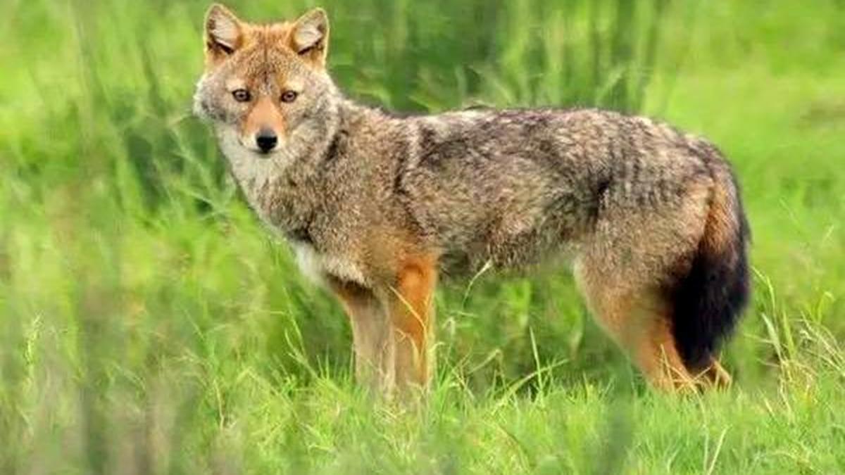 JNUSU urges administration to take note of jackal deaths on campus