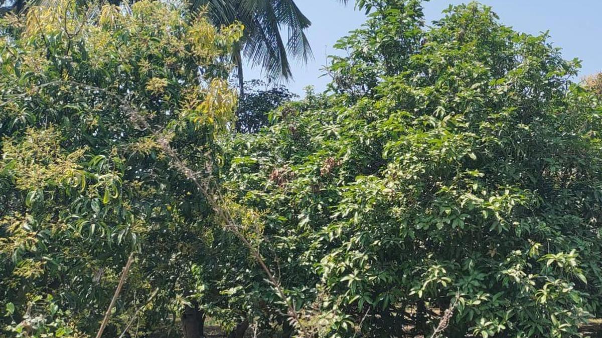 Delayed flowering cycle worries mango growers in Chittoor