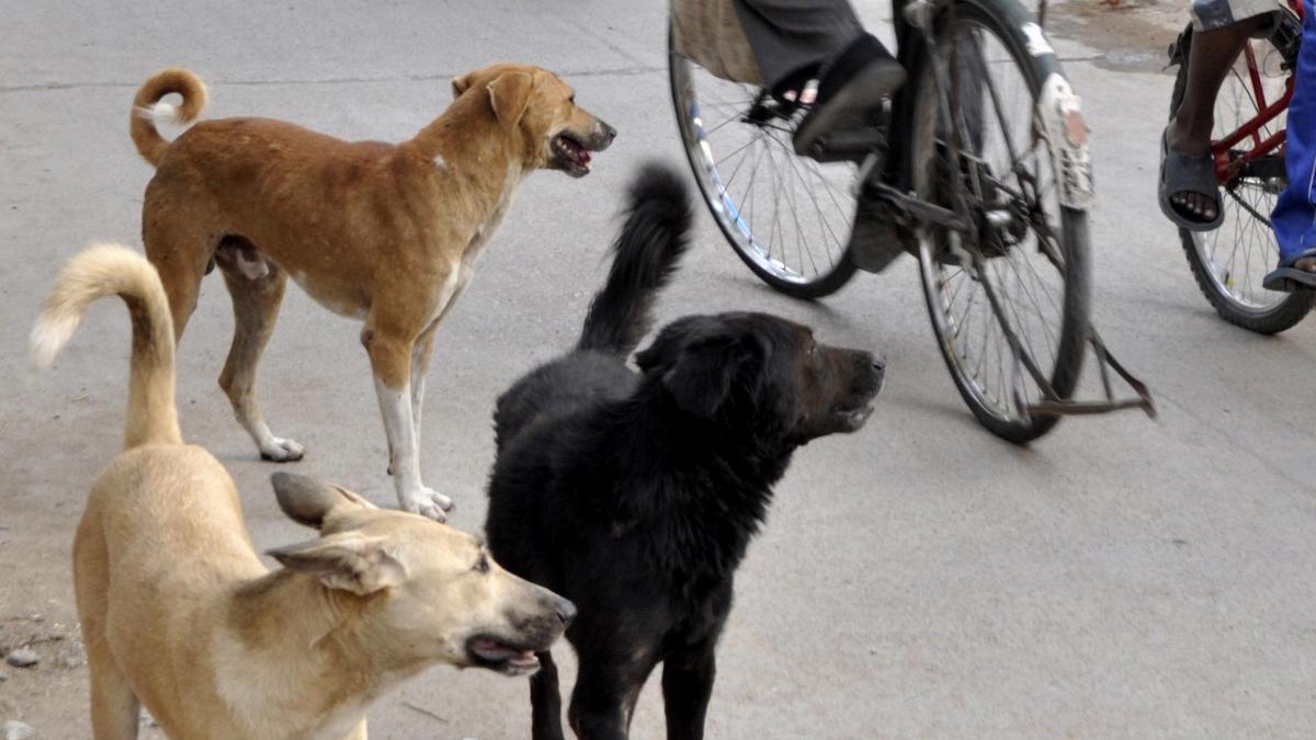 500 stray dogs killed in Telangana villages in one week to fulfill Panchayat poll promise