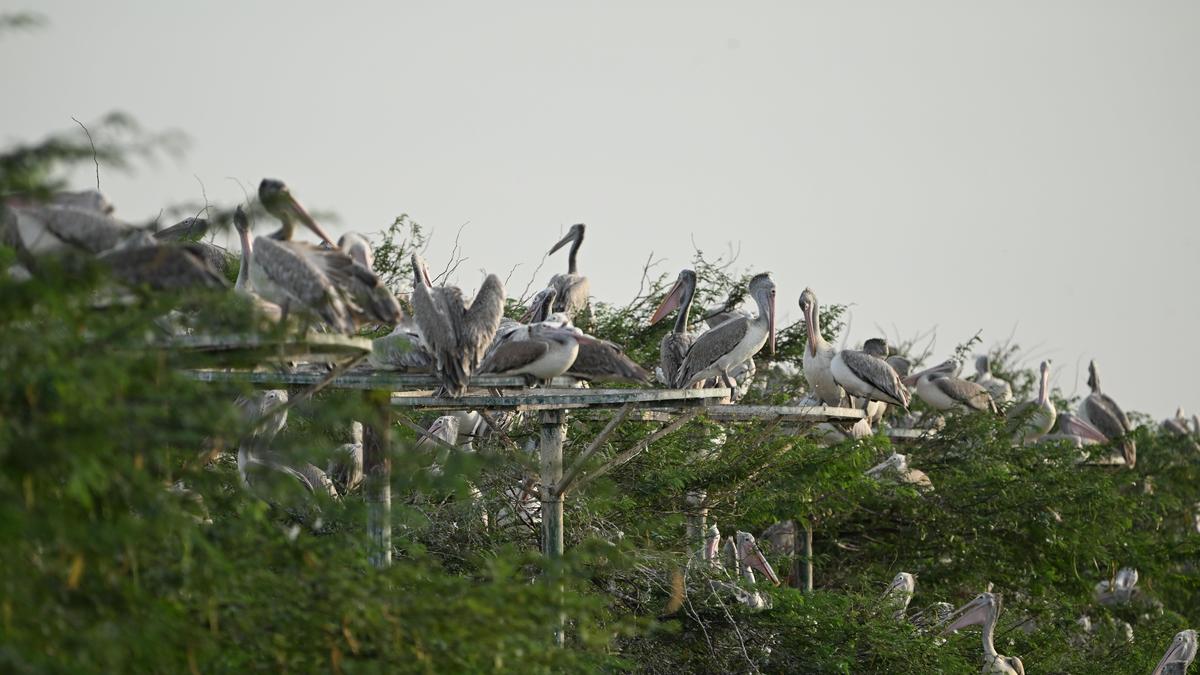 Kolleru Lake comes alive as winged wonders descend