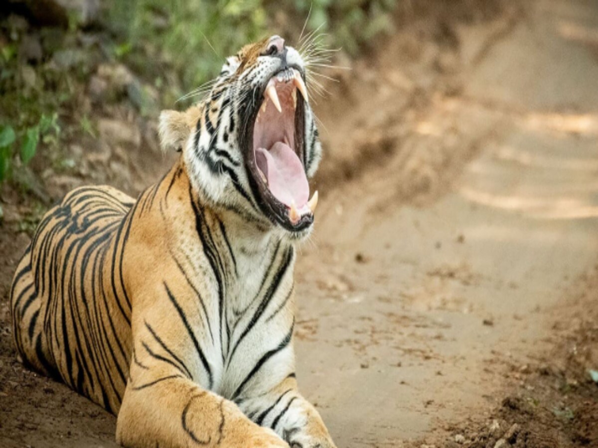 राजस्थान को मिला पांचवां टाइगर रिजर्व, धौलपुर-करौली बाघ अभयारण्य को केंद्र की मंजूरी