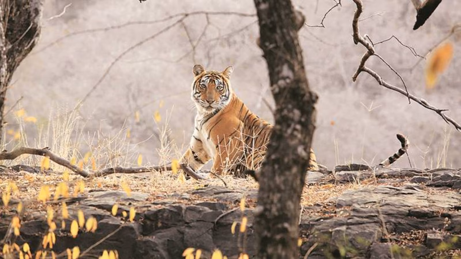 Tourist vehicle gets stuck in mud 20 feet from tiger, Rajasthan halts safari at Nahargarh Biological Park
