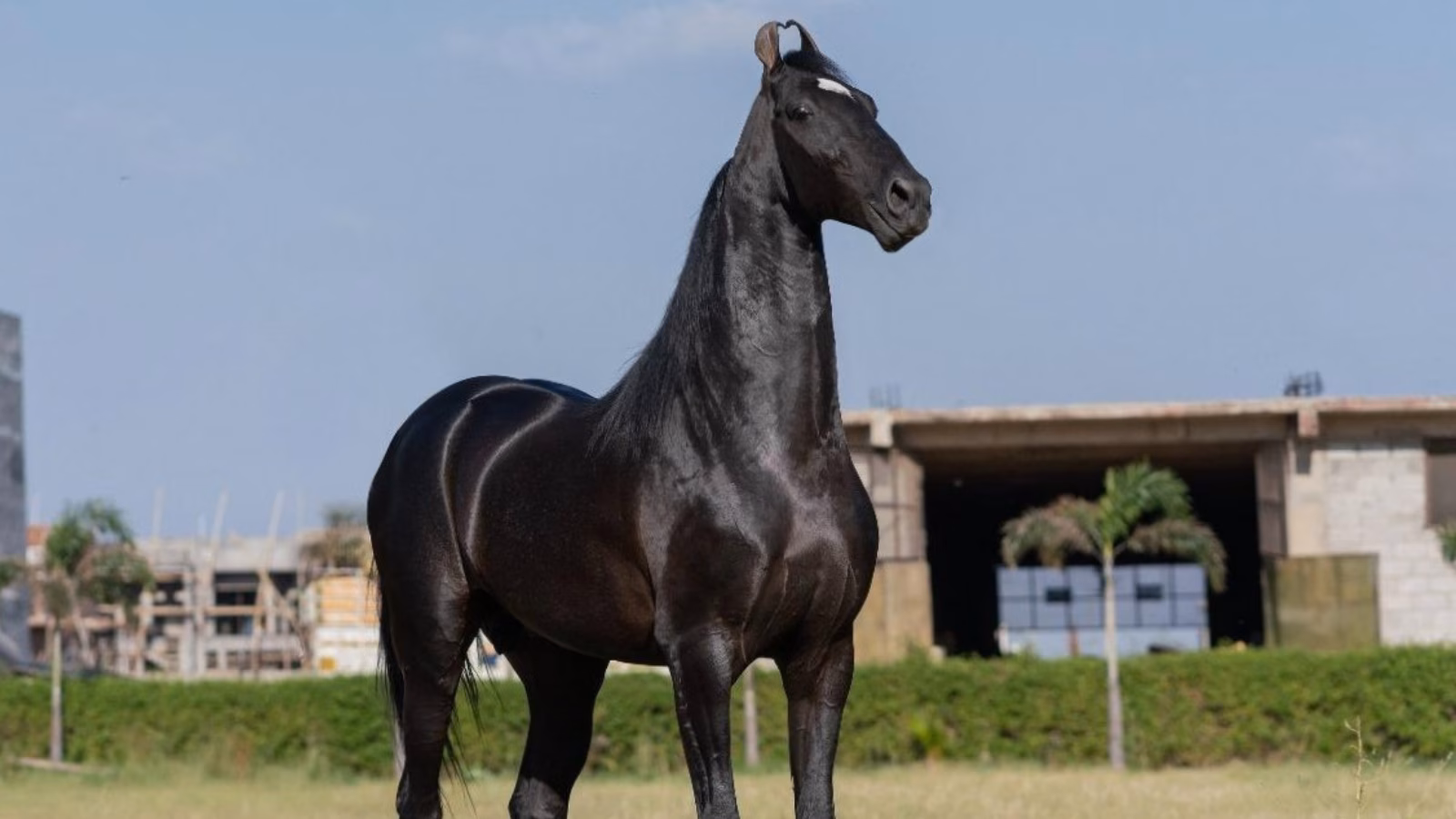 Worth Rs 15 crore, this majestic Marwari stallion from Punjab is a showstopper at Rajasthan cattle fair