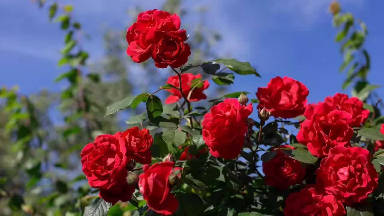 How to protect your rose plants in winter and prevent cold-weather damage