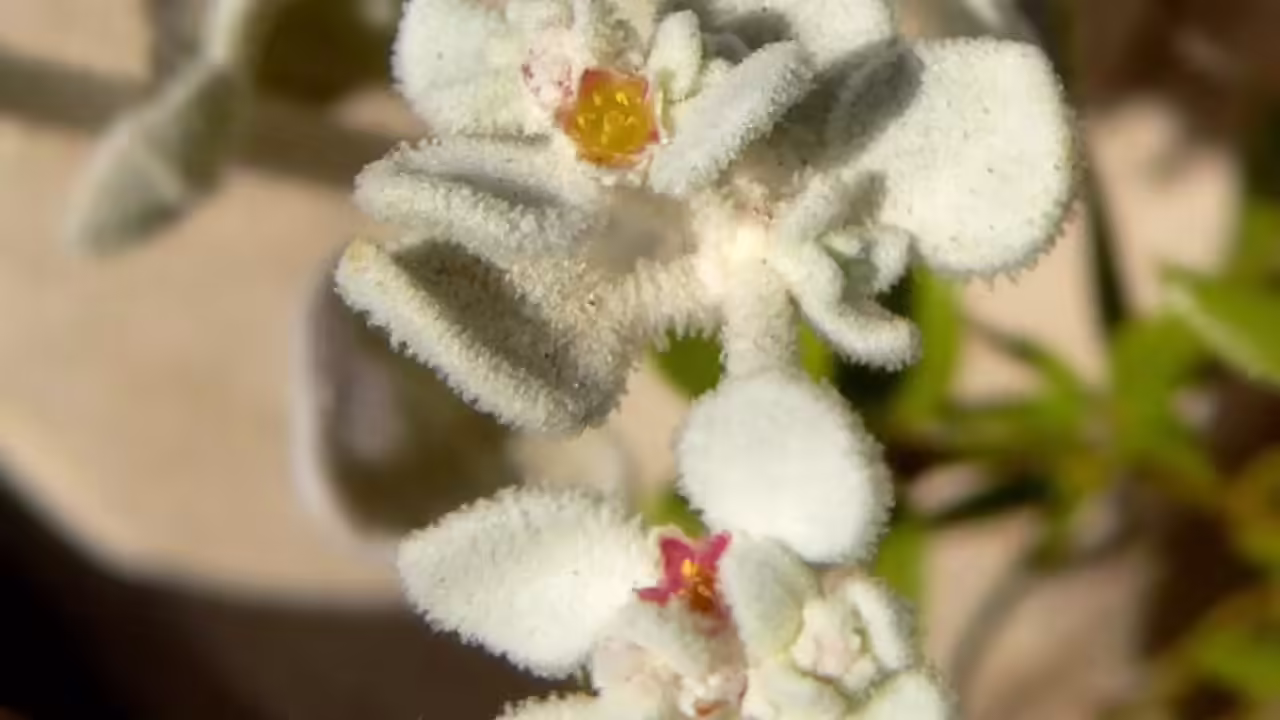 Discover Honeysweet plant: World’s most heat-tolerant plant that thrives in extreme desert heat