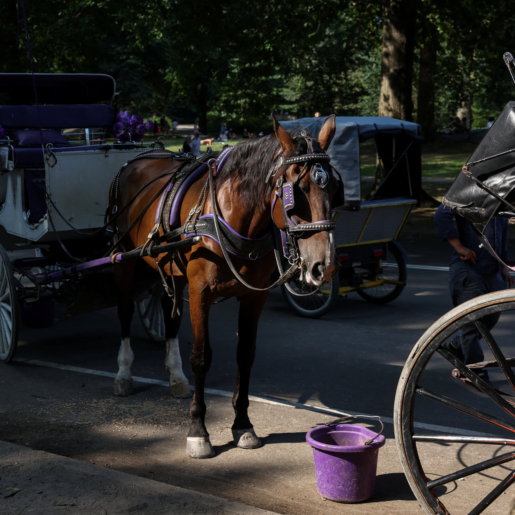 A Horse Bolts, Renewing Debate Over Central Park Carriages