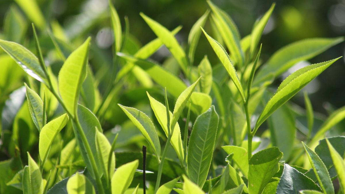 What qualifies as ‘tea’? FSSAI clarifies