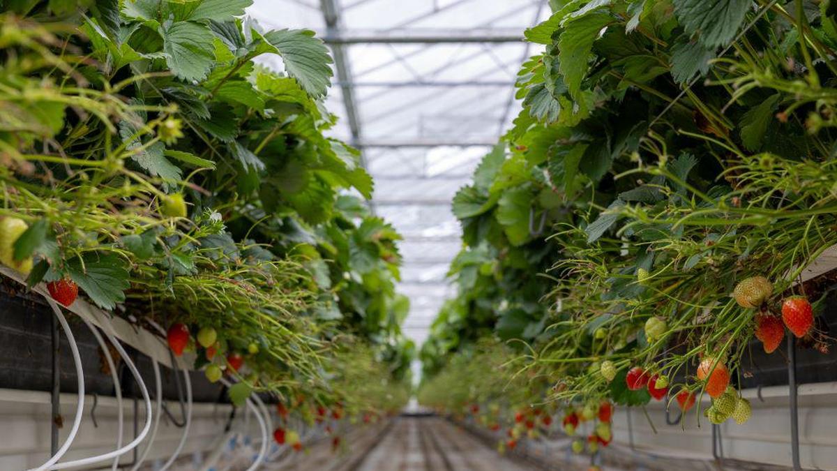 India’s horticulture sector to get hi-tech boost with Dutch initiative for pesticide-free food production in high-end green houses