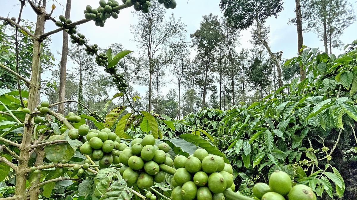 Coffee prices soar, but 15% loss in yield expected in Karnataka due to vagaries of weather