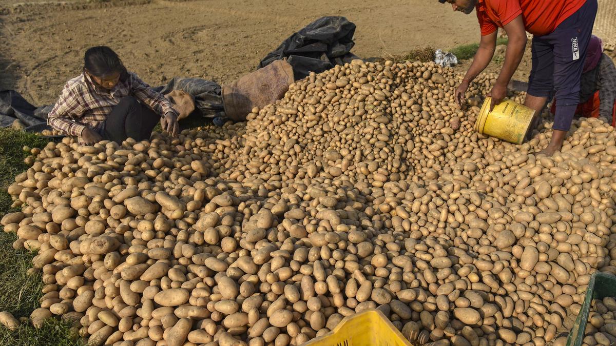 Potato traders threaten strike from December 3 if West Bengal doesn't allow selling to other States 