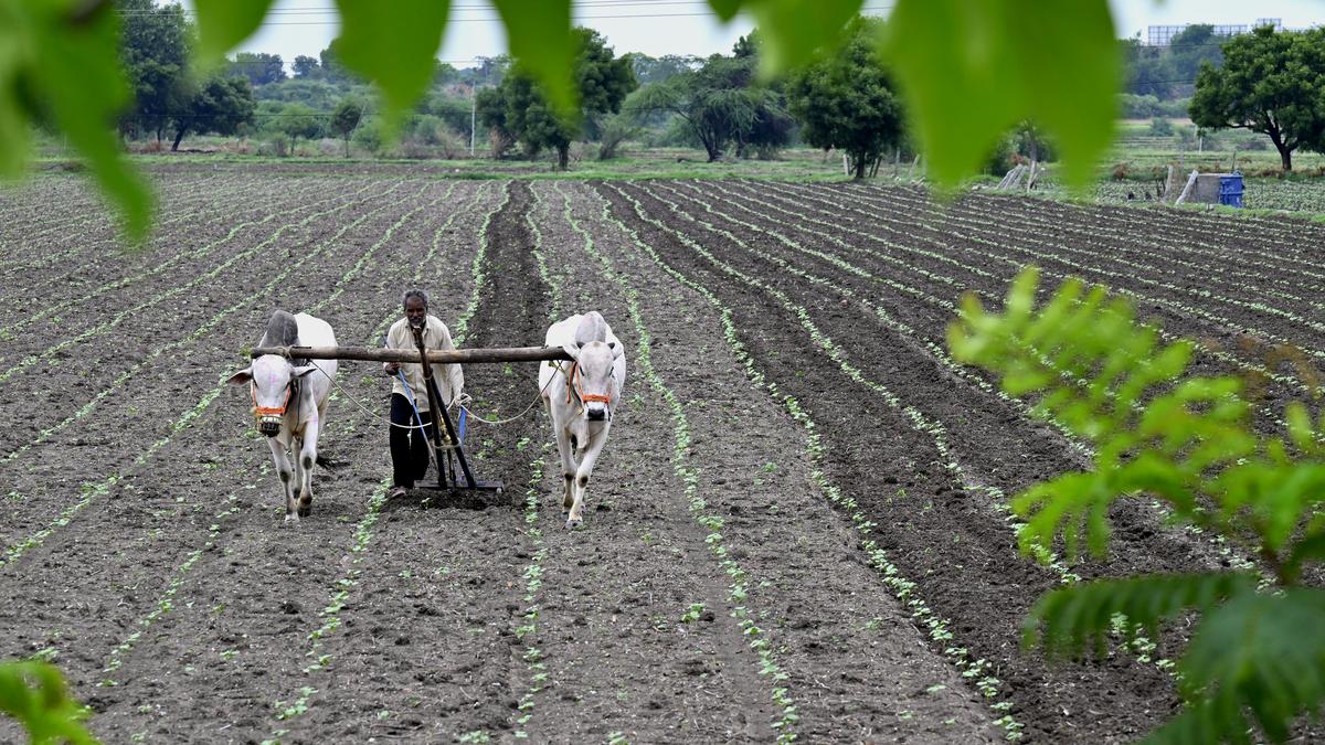 Union Budget 2024-25: Big push for agriculture to improve productivity, revolutionise agricultural research