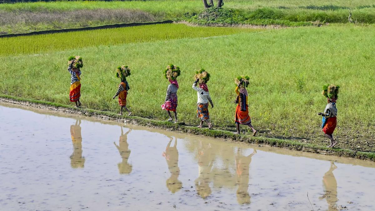 Paddy MSP up 5.35% to ₹2,300 per quintal as Cabinet clears MSP hikes for 14 kharif crops