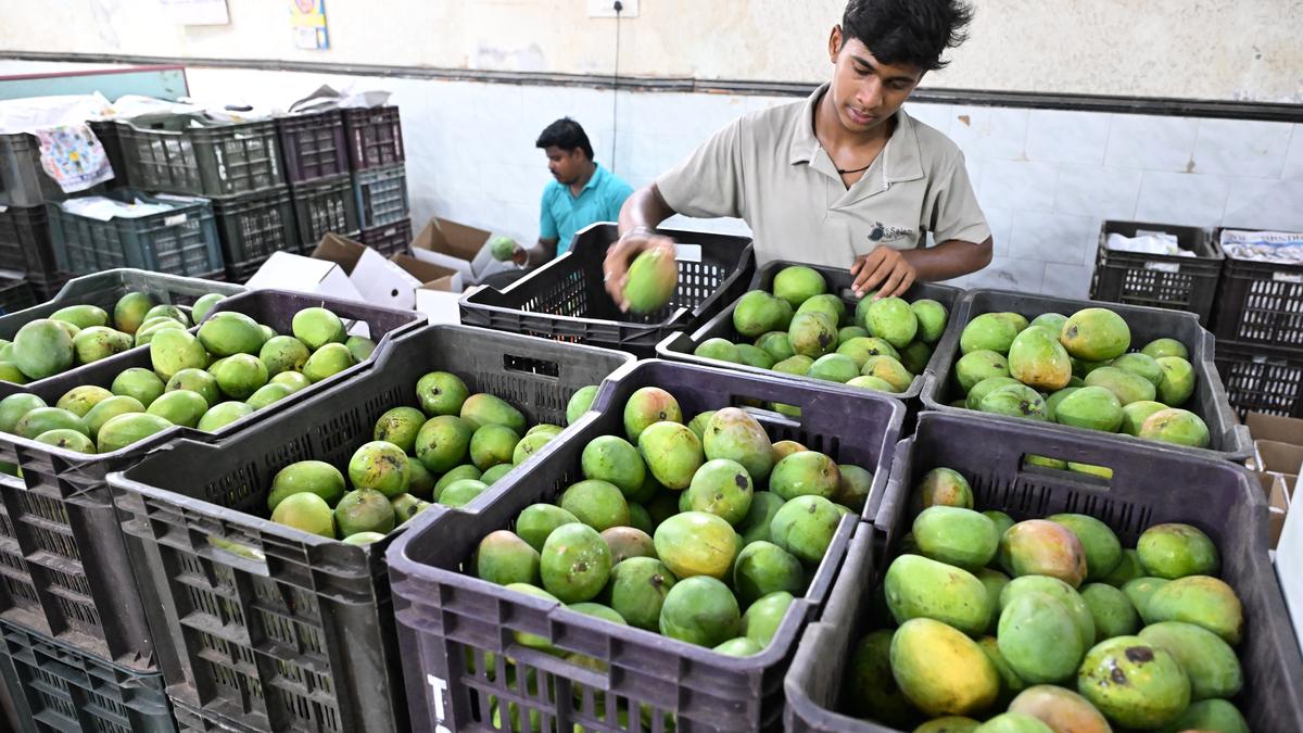 Mango arrivals in Salem market increase to 40 metric tonnes per day