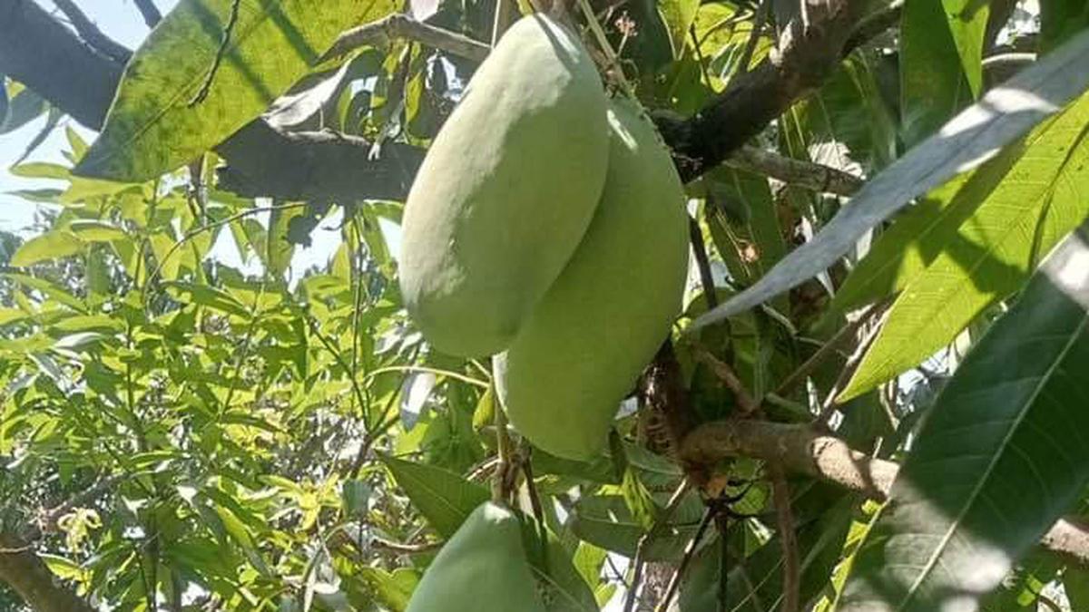 2024 turns out to be the worst-ever season for mango growers in Rayalaseema in five decades 