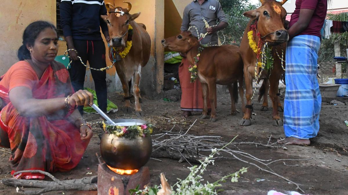 Step into Pongal with a village-style harvest spread