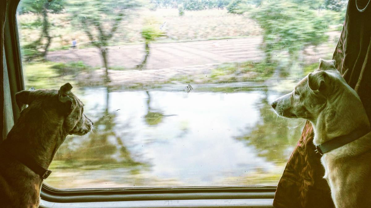 Furries in First Class: A tale of three extraordinary, furry first class travellers