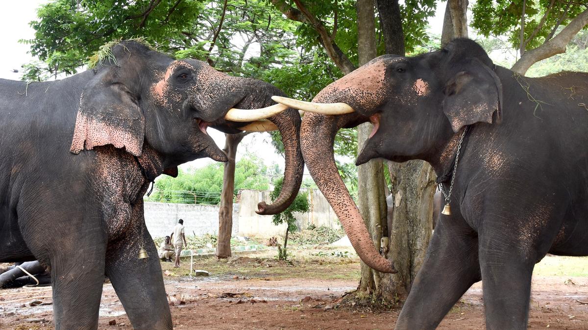 Dasara elephants to be welcomed on Mysuru palace premises on August 10