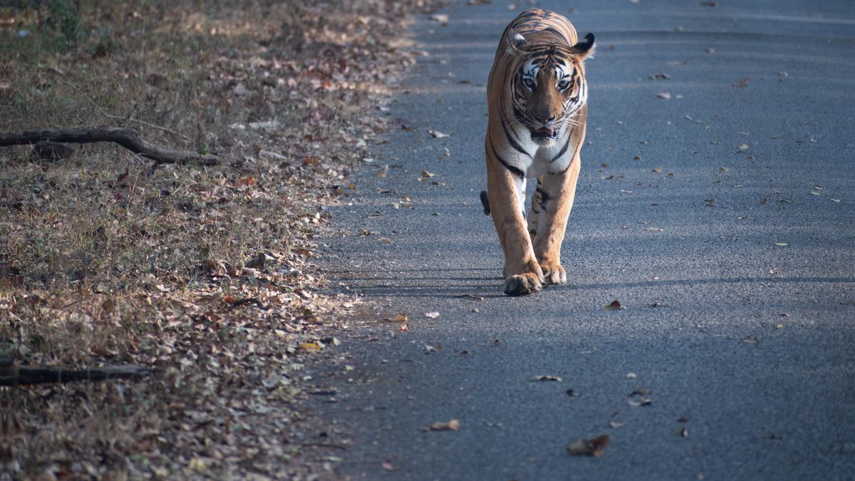 Crowds, Bollywood music and celebrity tigers: Are Indian safaris getting out of hand?  