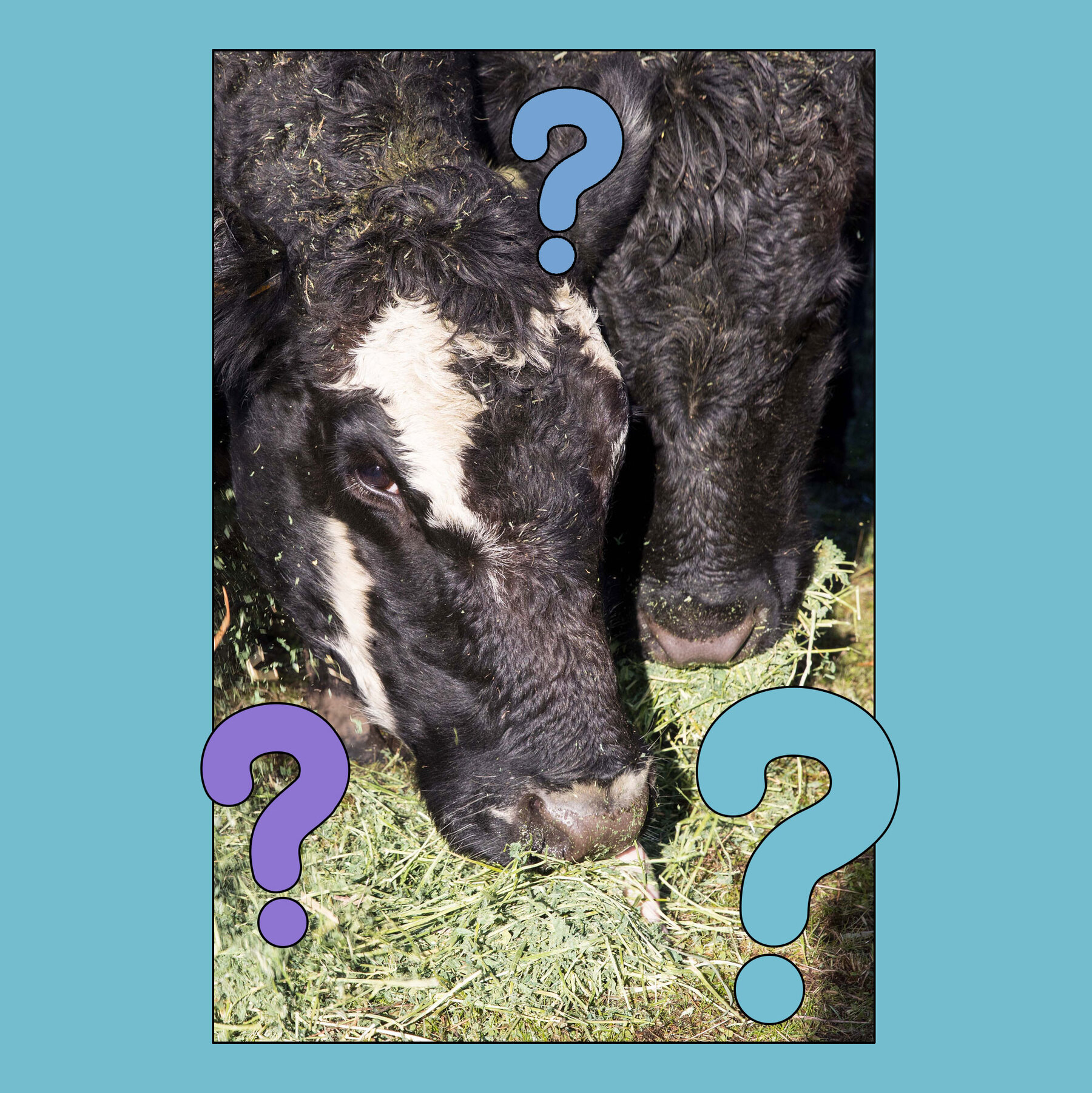 Is Grass-Fed Beef Better?