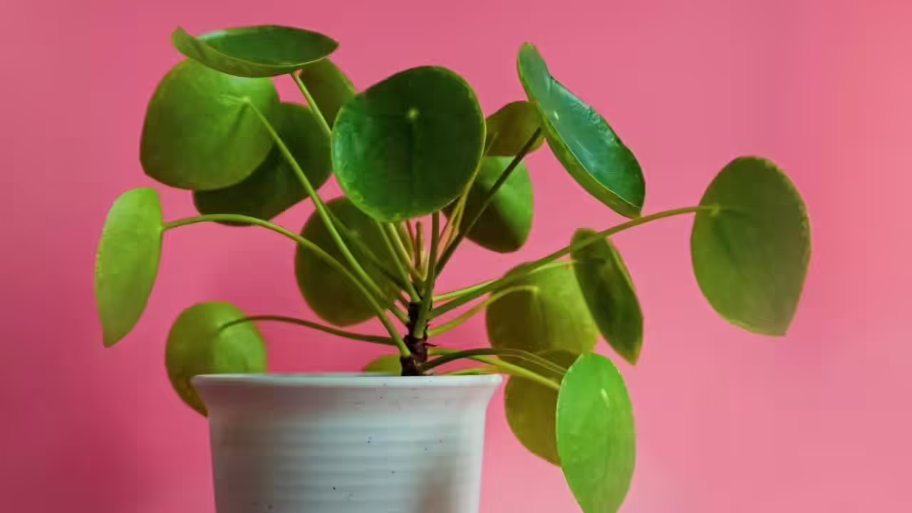 How to naturally revive yellowing money plants: Step-by-step guide using coal ash and baking soda