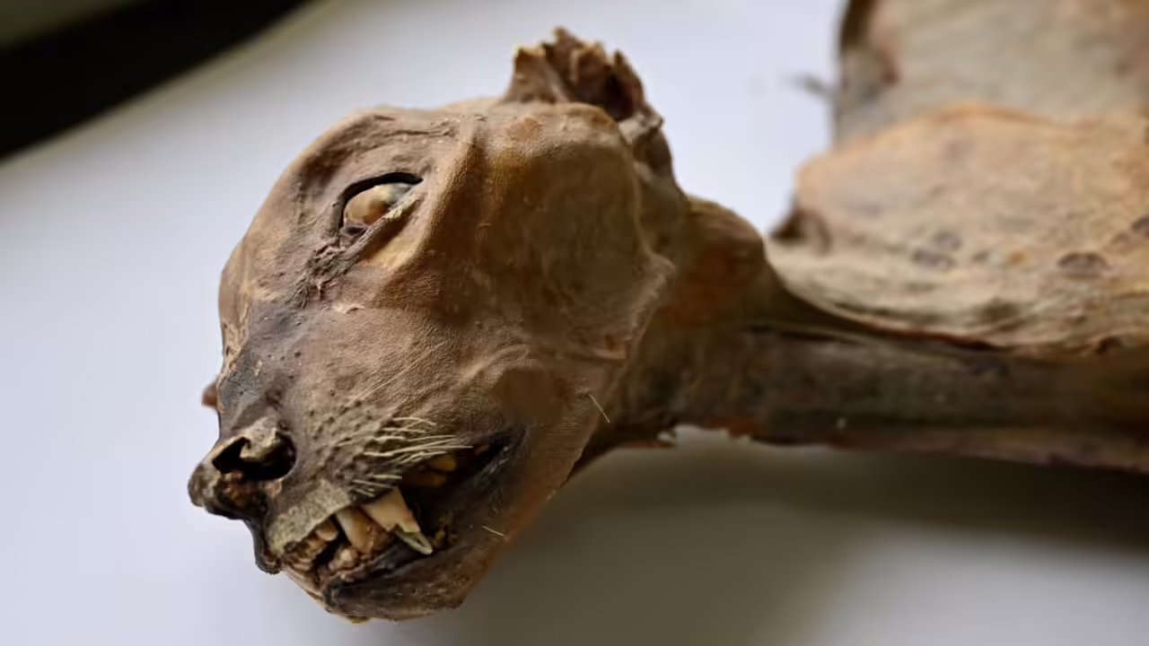 'Never seen before': Cheetah mummies found in Saudi caves