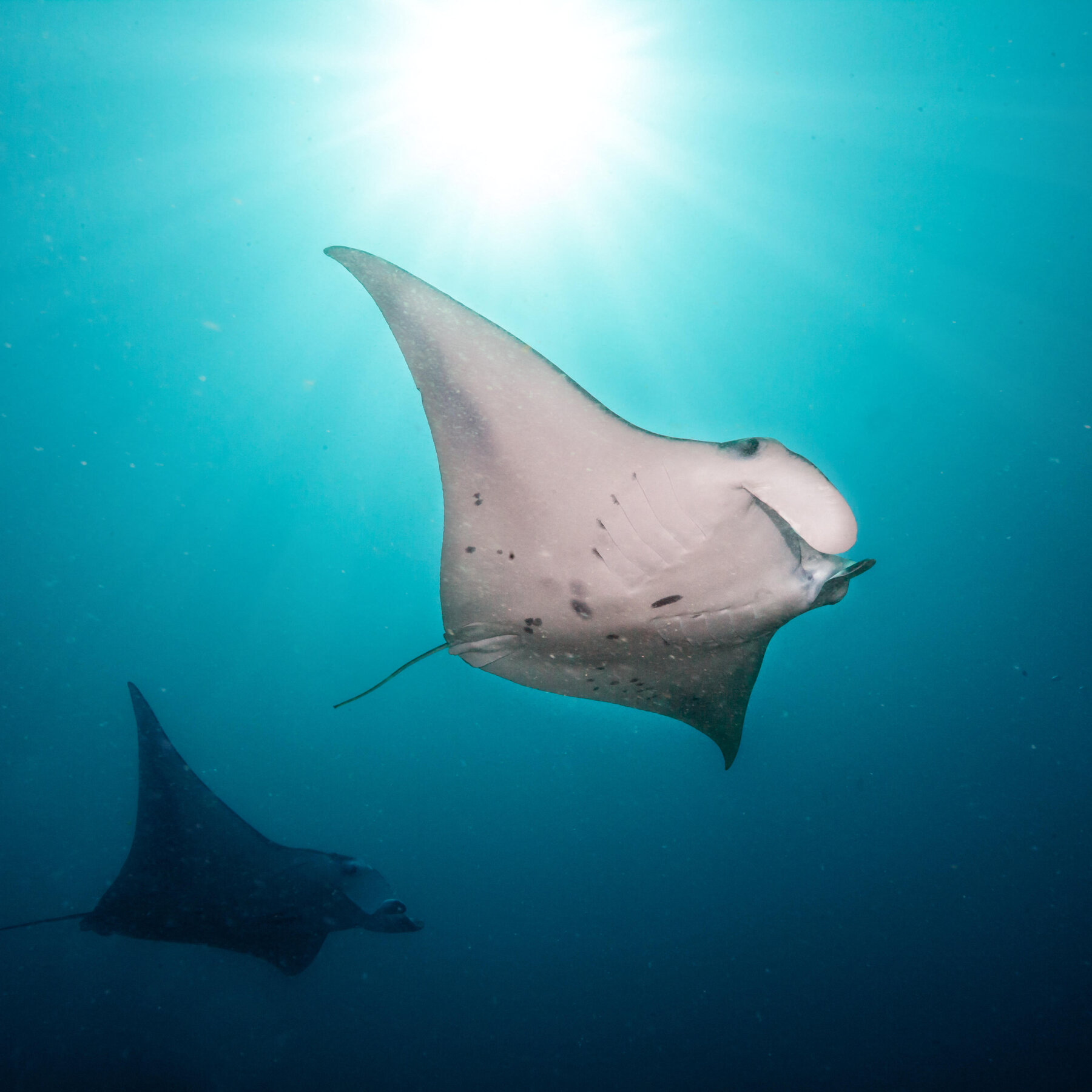 World’s First Treaty to Protect the High Seas Becomes Law