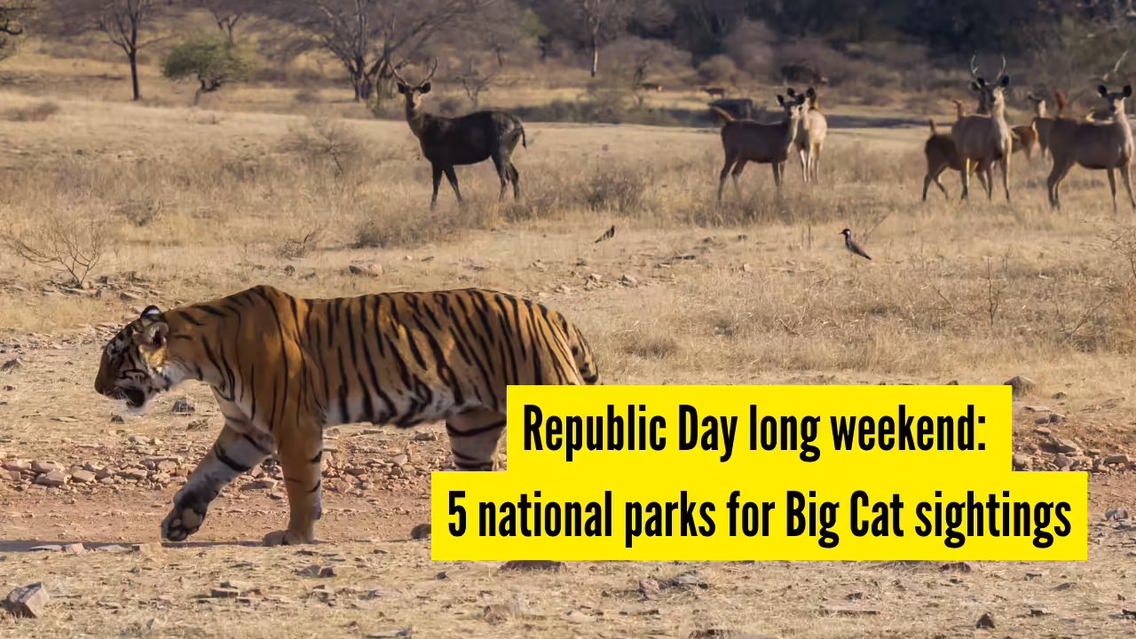 Republic Day long weekend: 5 national parks for Big Cat sightings