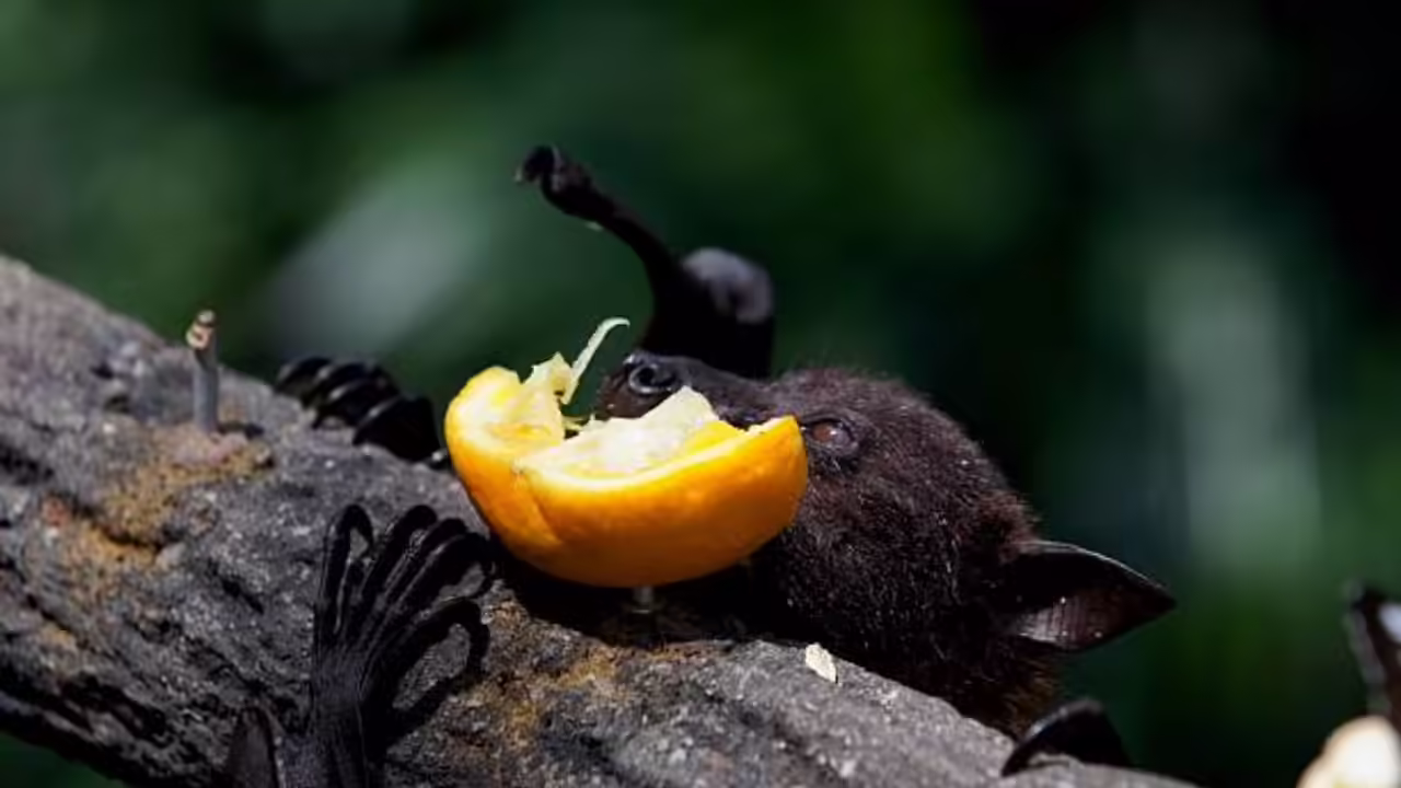 Nipah virus infection: Avoid eating date palm sap, fallen/ bitten fruits, warns doctor