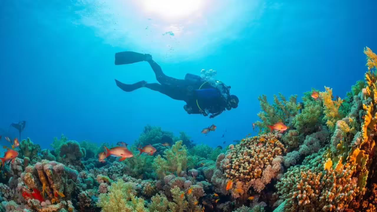 A 300-year-old giant black coral was discovered in New Zealand’s deep seas, revealing hidden ocean mysteries