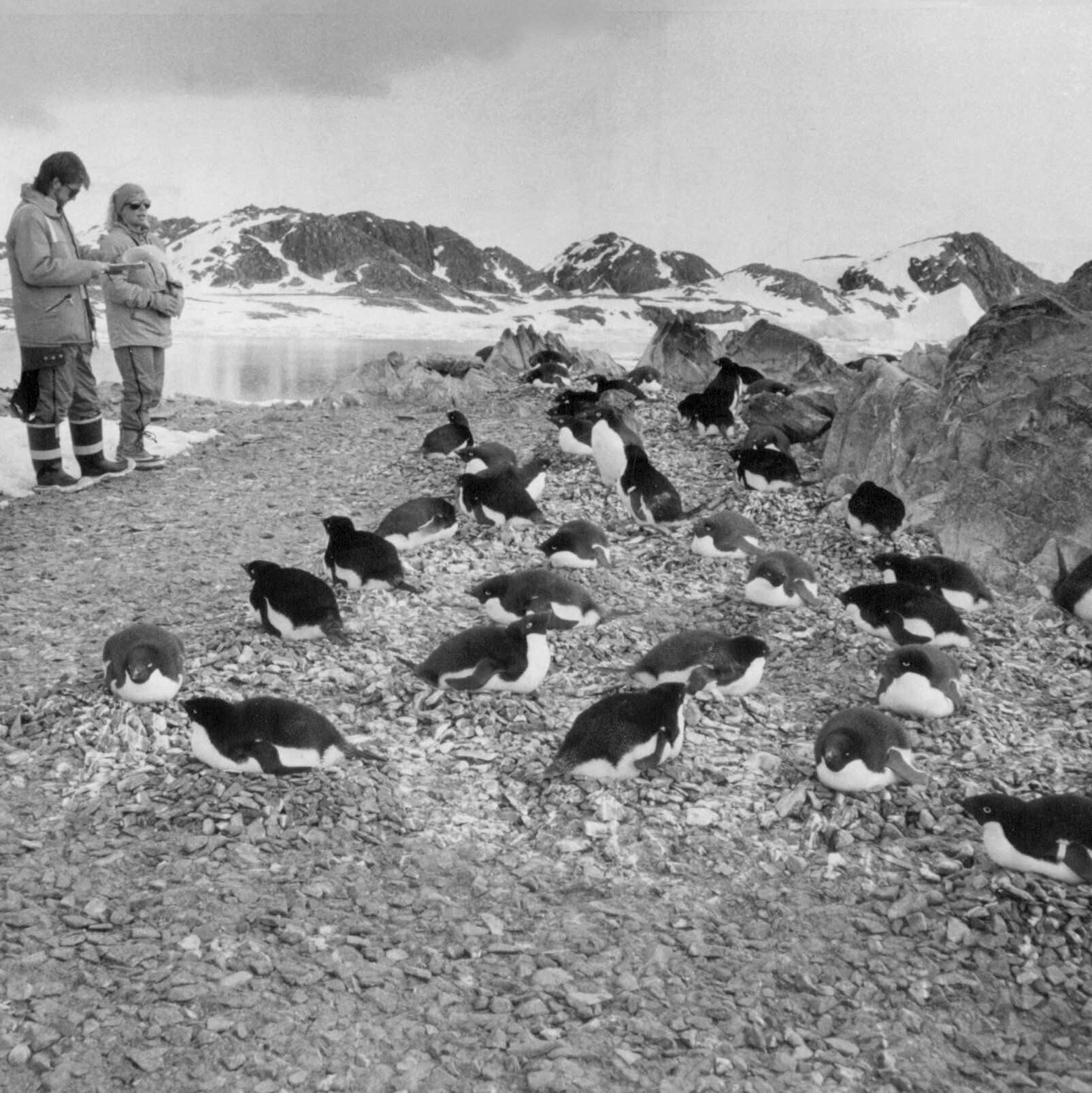 Explore a century of The Times’s reporting from Antarctica.