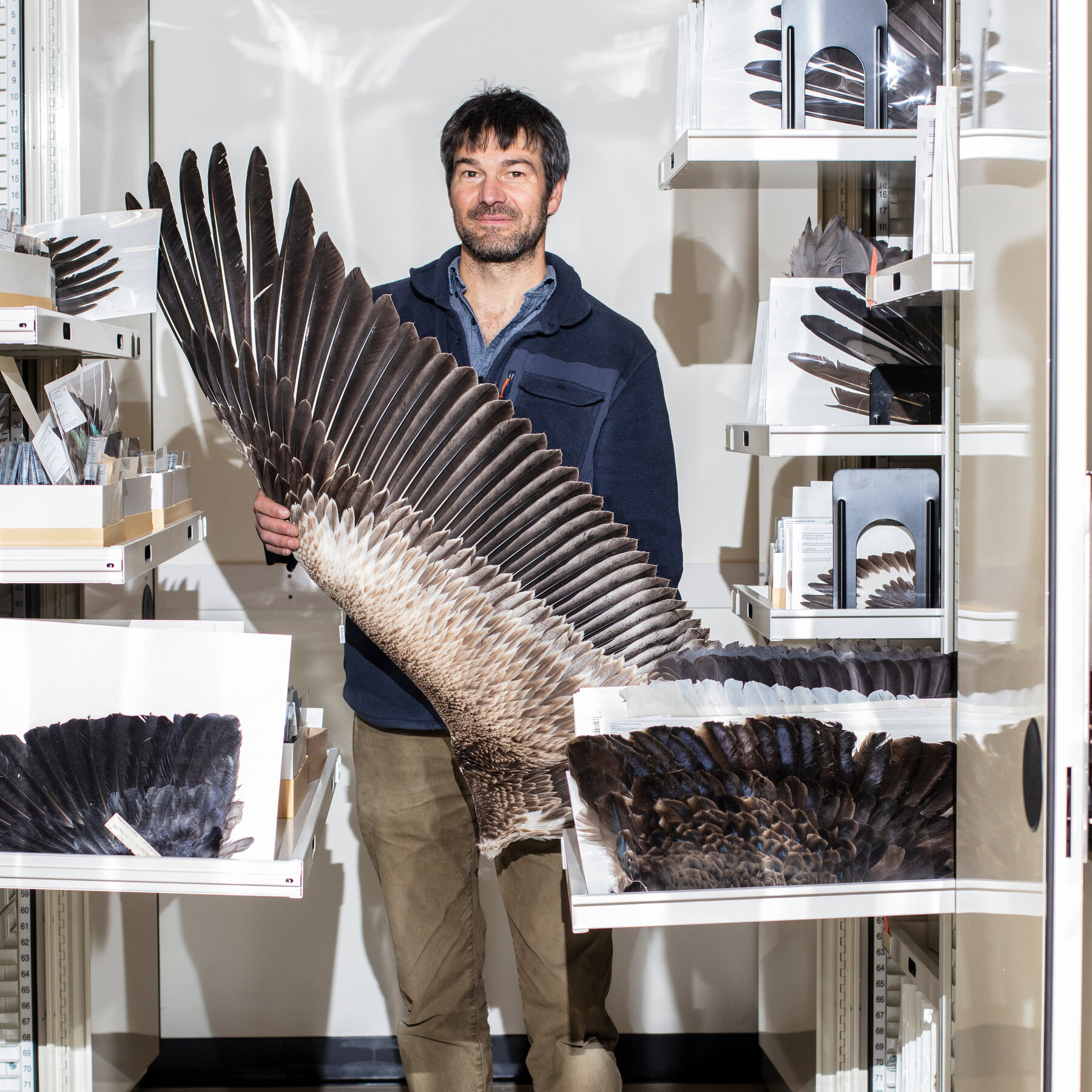 Filoplumes Are Nature’s Super Feather