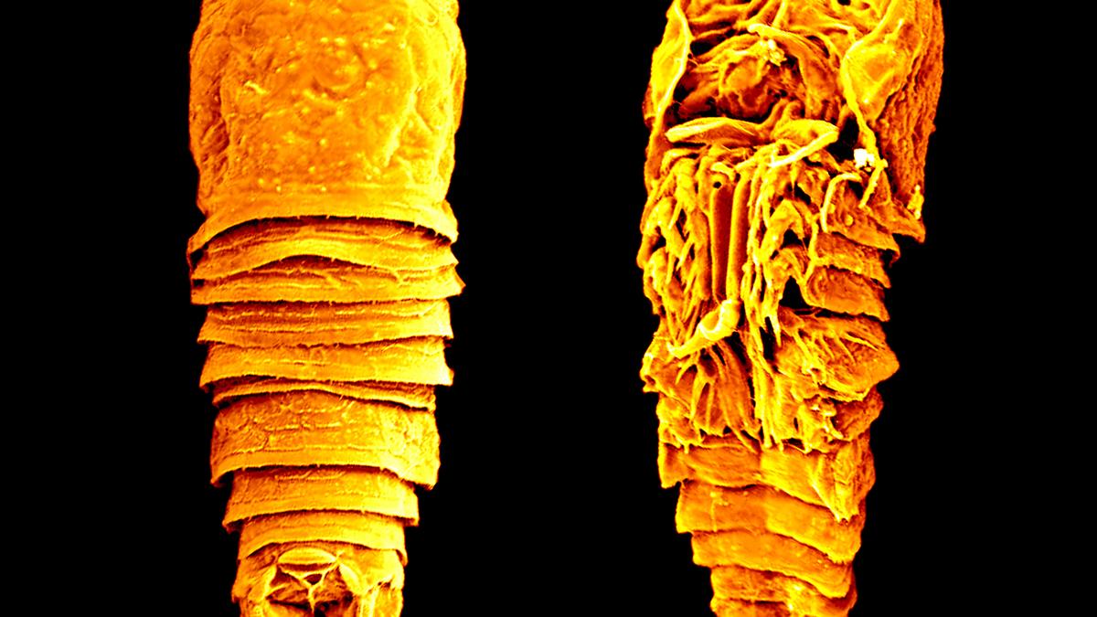 Microscopic crustacean discovered in Kavaratti established as a new genus and species, say researchers