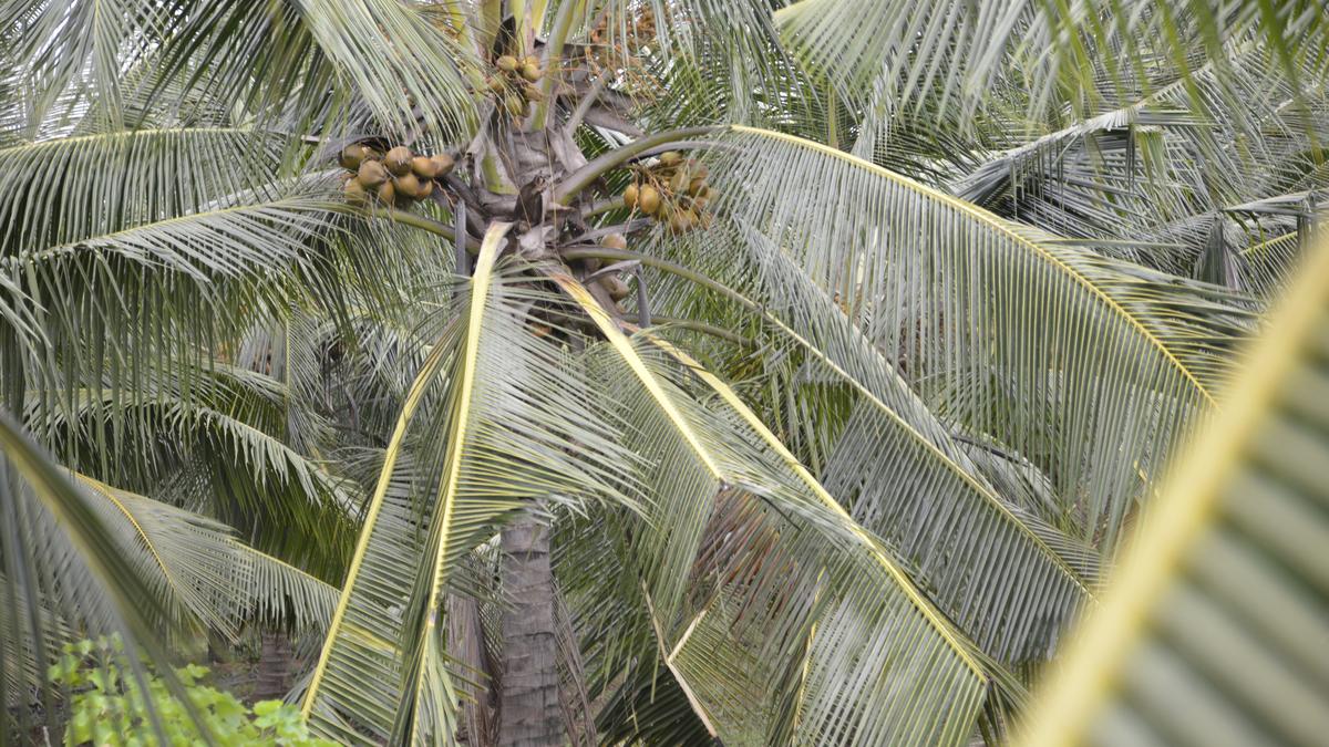 Why participatory science is crucial to tackling coconut root wilt disease