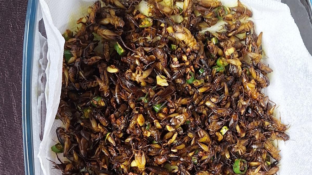 What an edible insects stall revealed about acceptance, ‘normal’ food