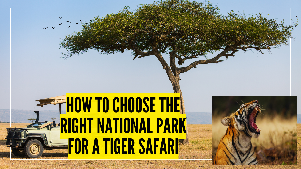 How to choose the right national park for a tiger safari