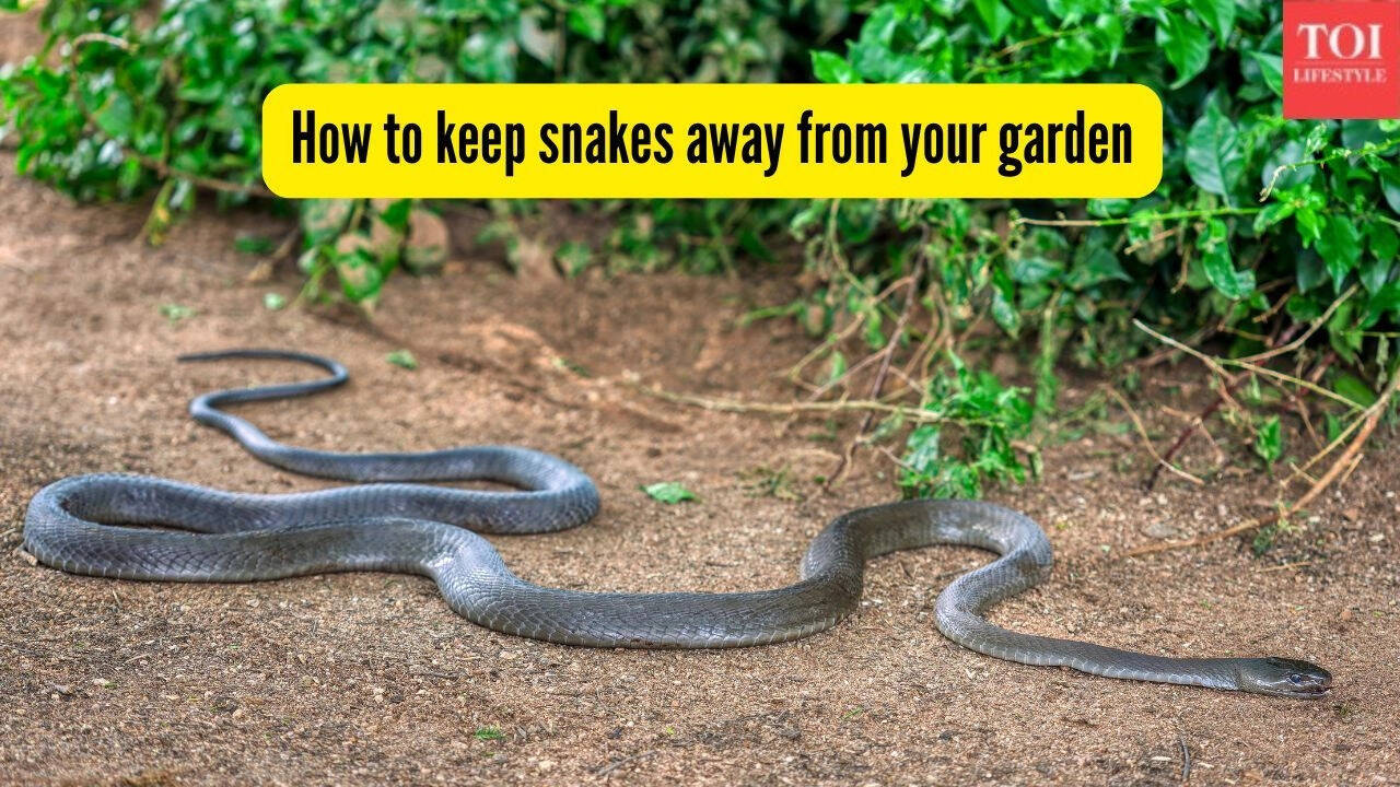 Snakes in your garden? These 6 plants can help keep them away naturally