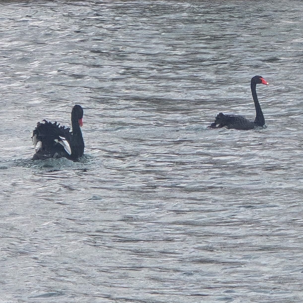 Swan Seeks Mate: Must Like Cold Lake and Small Flock