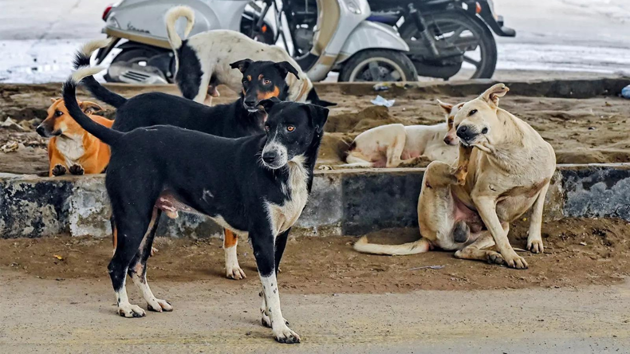 100 stray dogs poisoned near Hyderabad after 500 culled in Telangana