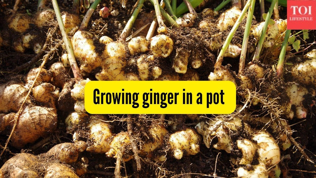 How to successfully grow ginger (adrak) in a pot on your balcony