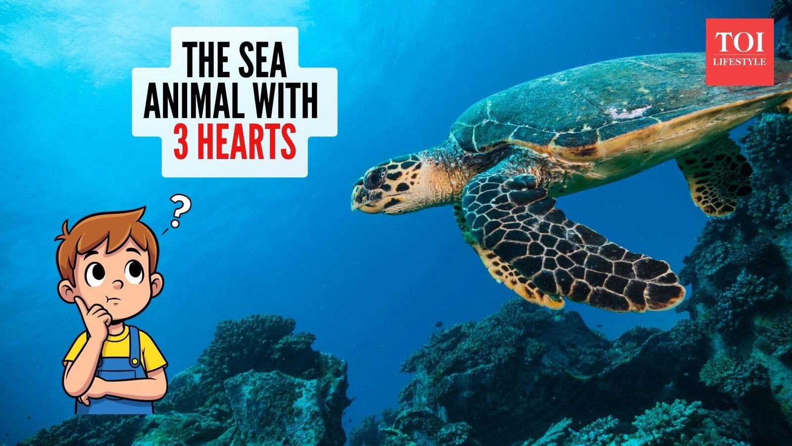 Curiosity Corner: Which sea creature has three hearts?