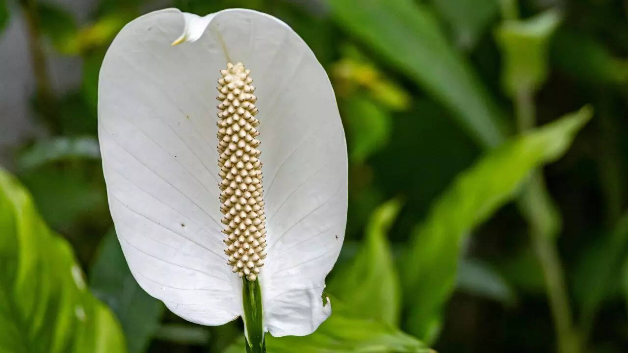 Peace lily benefits: How this elegant plant cleans air and calms your mind