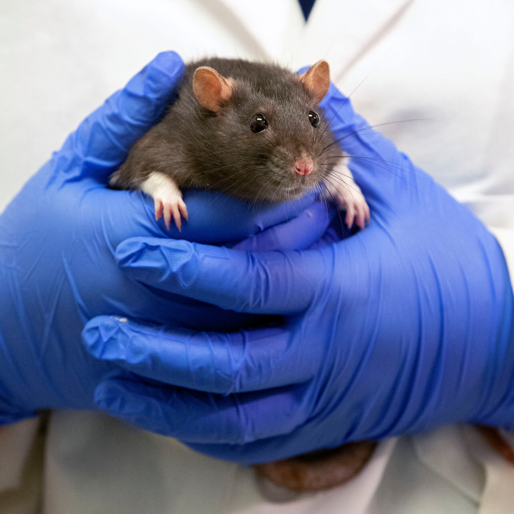 E.P.A. Revives Plan to End Testing on Animals by 2035