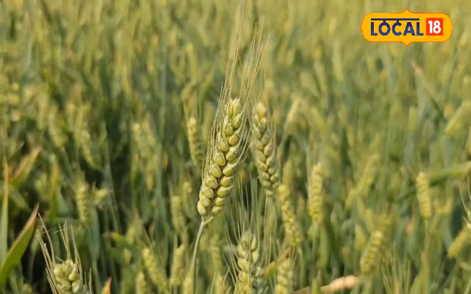 Jamui Khapli Wheat: 150–250 रुपये किलो, कम ग्लूटेन, डायबिटीज के लिए फायदेमंद