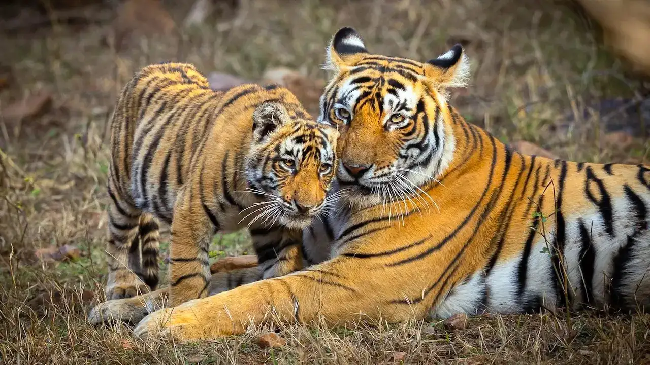 India To Host First International Big Cat Alliance Summit With Delhi Declaration