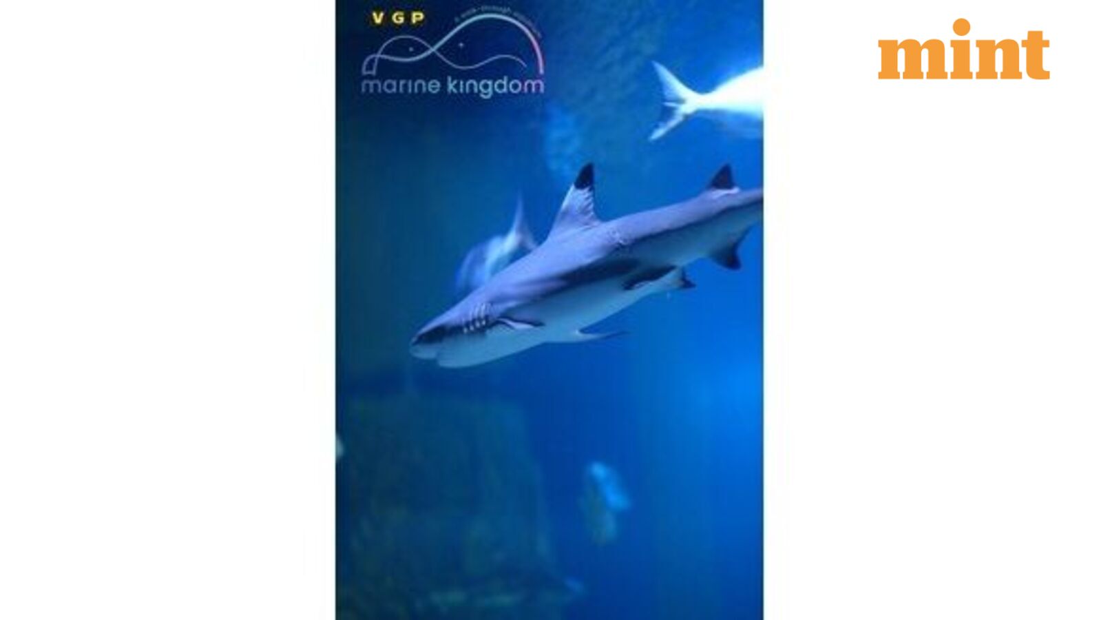 VGP Marine Kingdom Records Rare Bamboo Shark Breeding in India