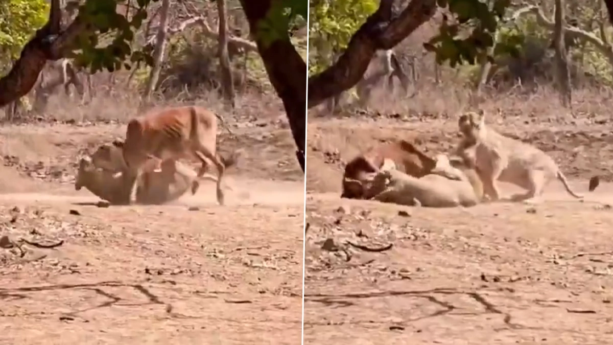 Lioness Hunt in Gir Forest: Another Look at Predator-Prey Dynamics in Gujarat
