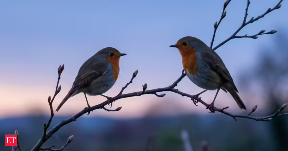 Why Do Robins Sing Before Sunrise? The Science Behind the Dawn Chorus