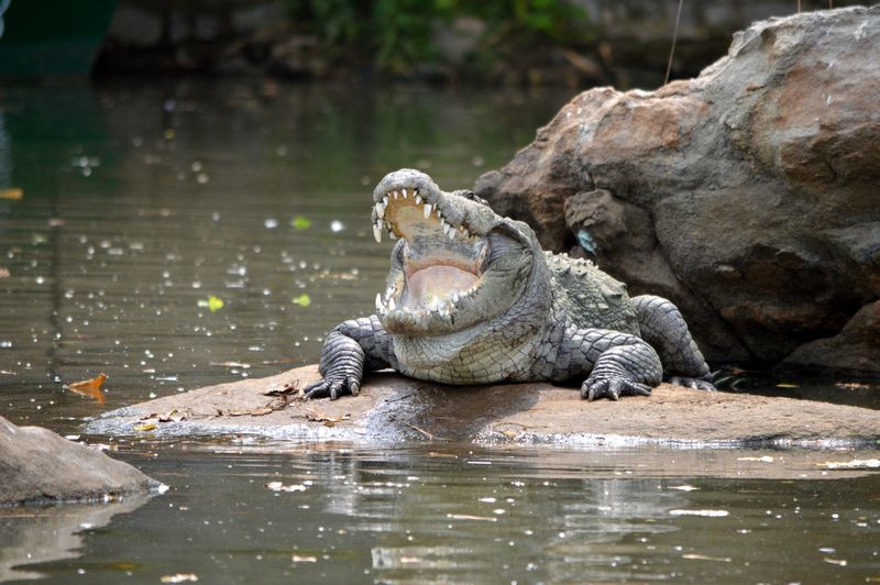 Odisha Woman Survives Crocodile Attack by Striking Eyes with a Spoon
