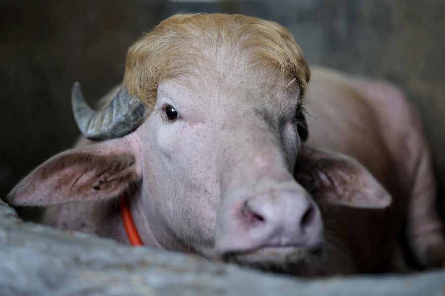 Bangladesh’s Trump Buffalo Becomes Global Meme Before Eid Sacrifice